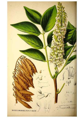 Reproducción/Reproduction 49163668703: Belgique horticole.. Liége.. 