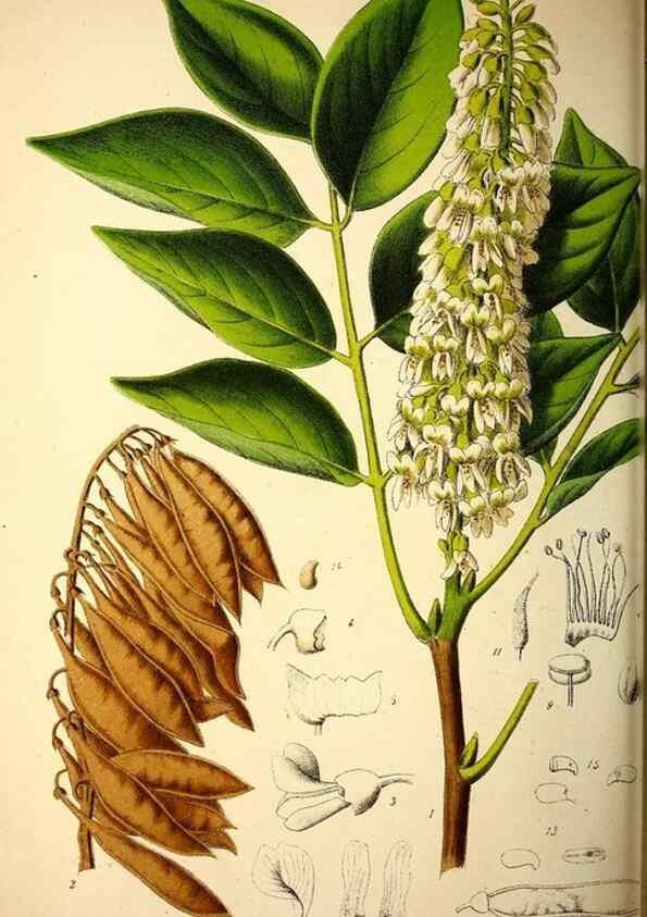 Reproducción/Reproduction 49163668703: Belgique horticole.. Liége.. 