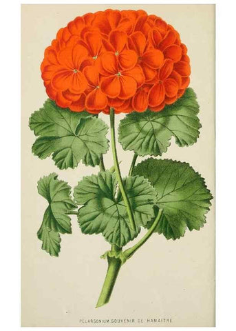Reproducción/Reproduction 49164457171: Belgique horticole.. Liége.. 