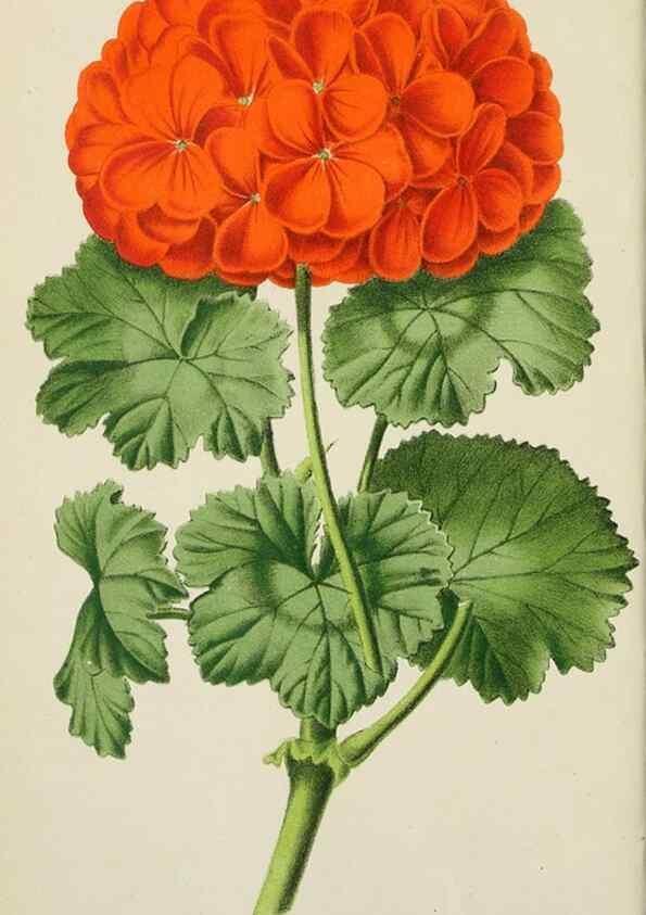 Reproducción/Reproduction 49164457171: Belgique horticole.. Liége.. 