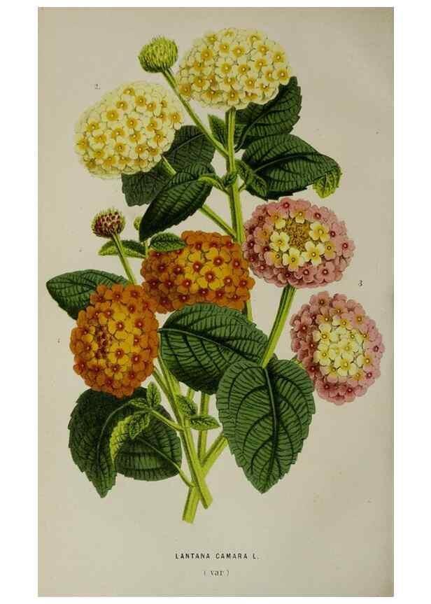 Reproducción/Reproduction 49164933052: Belgique horticole.. Liége.. 