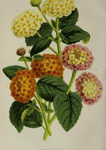 Reproducción/Reproduction 49164933052: Belgique horticole.. Liége.. 