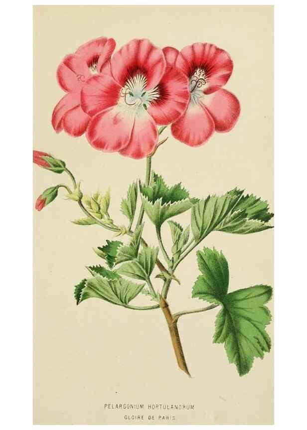 Reproducción/Reproduction 49164457551: Belgique horticole.. Liége.. 