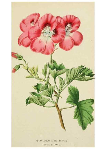 Reproducción/Reproduction 49164457551: Belgique horticole.. Liége.. 