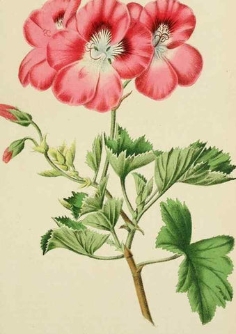 Reproducción/Reproduction 49164457551: Belgique horticole.. Liége.. 