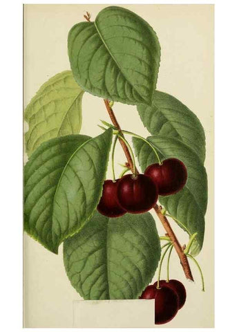 Reproducción/Reproduction 49164458386: Belgique horticole.. Liége.. 