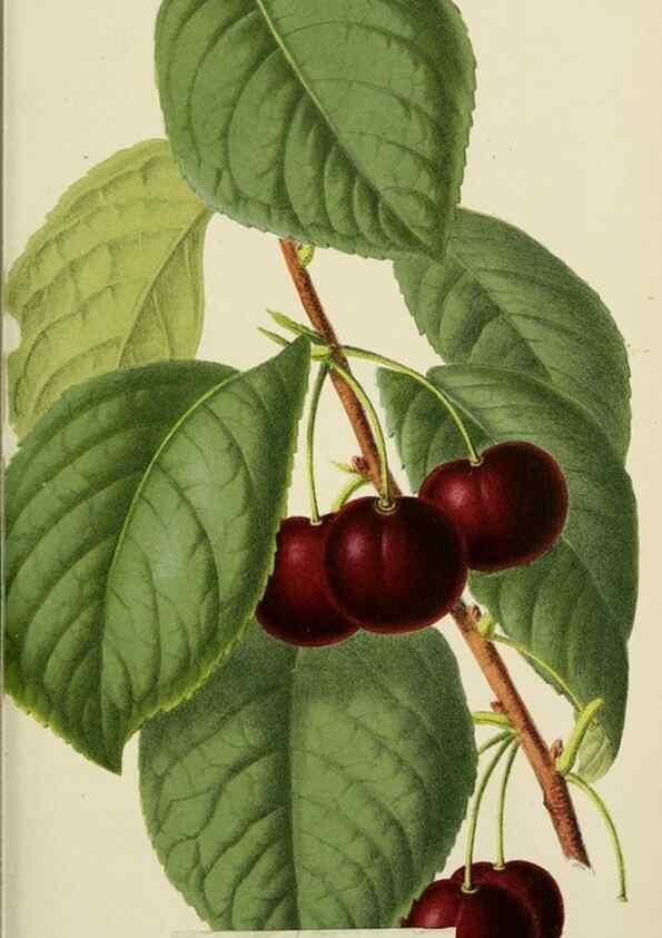 Reproducción/Reproduction 49164458386: Belgique horticole.. Liége.. 