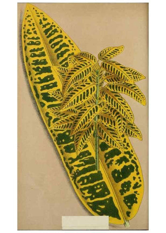 Reproducción/Reproduction 49163977068: Belgique horticole.. Liége.. 