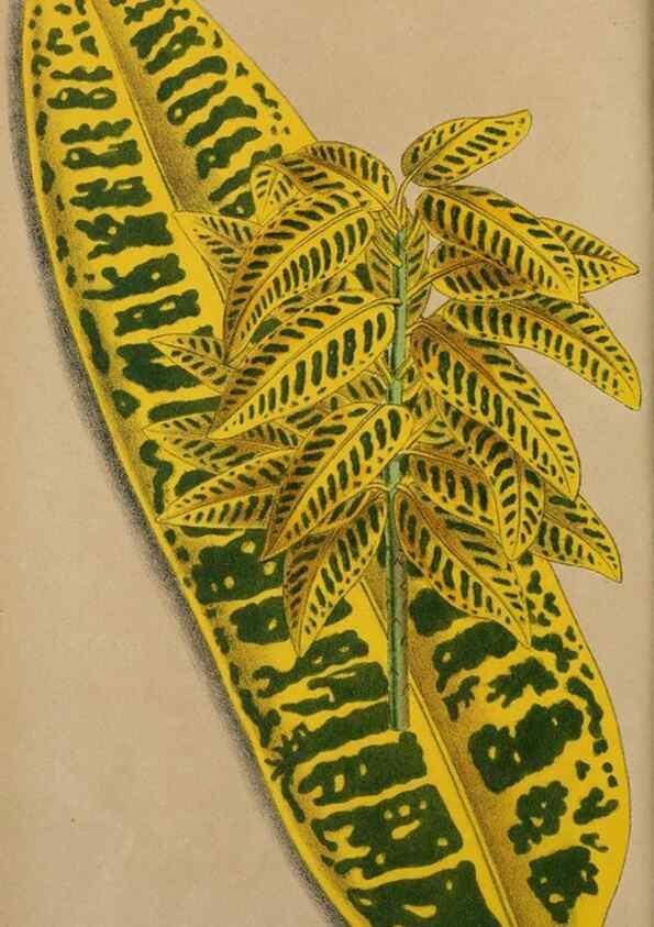 Reproducción/Reproduction 49163977068: Belgique horticole.. Liége.. 