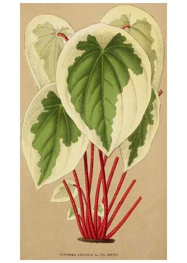 Reproducción/Reproduction 49164694452: Belgique horticole.. Liége.. 