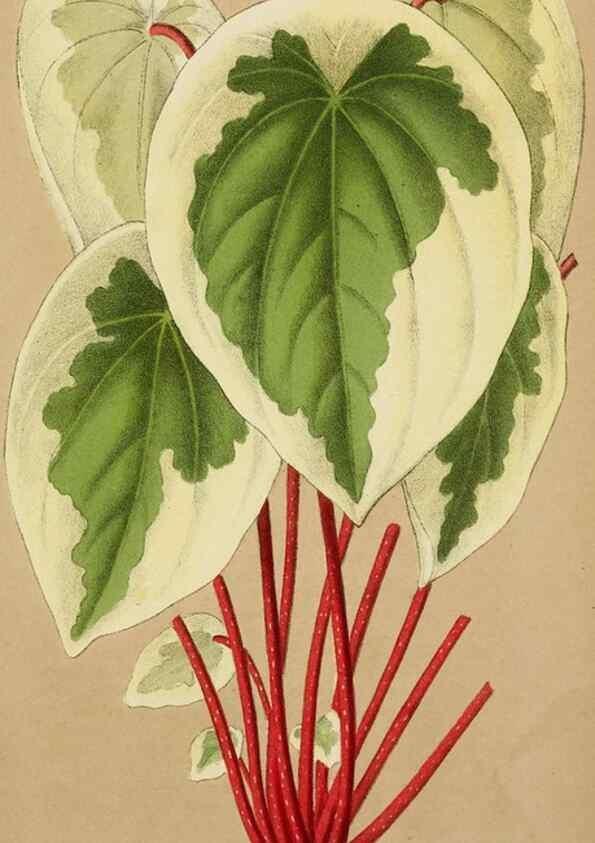 Reproducción/Reproduction 49164694452: Belgique horticole.. Liége.. 