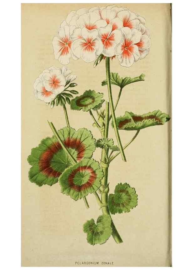 Reproducción/Reproduction 49163977848: Belgique horticole.. Liége.. 
