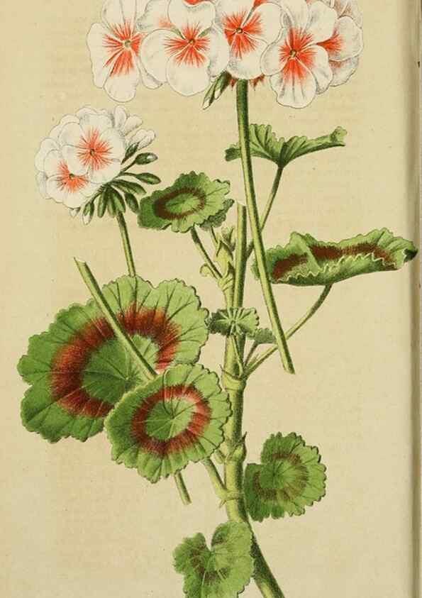 Reproducción/Reproduction 49163977848: Belgique horticole.. Liége.. 