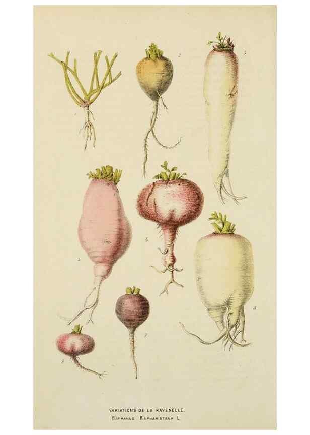 Reproducción/Reproduction 49163978163: Belgique horticole.. Liége.. 