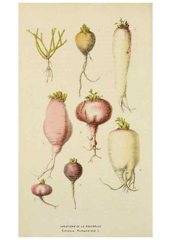 Reproducción/Reproduction 49163978163: Belgique horticole.. Liége.. 