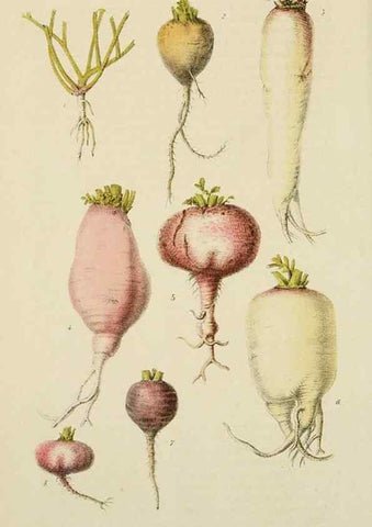 Reproducción/Reproduction 49163978163: Belgique horticole.. Liége.. 