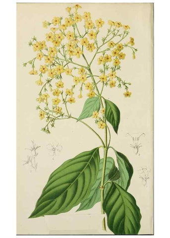 Reproducción/Reproduction 49164695532: Belgique horticole.. Liége.. 