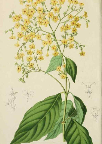 Reproducción/Reproduction 49164695532: Belgique horticole.. Liége.. 