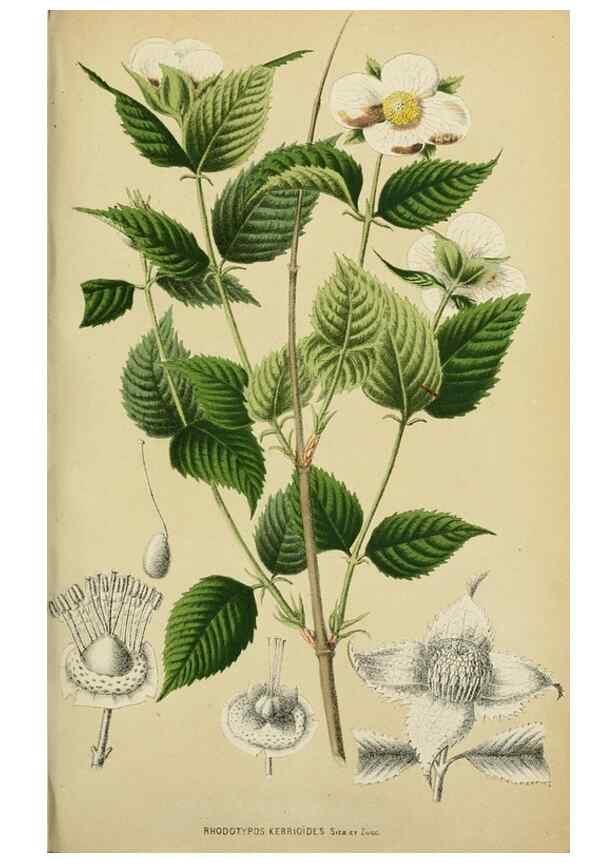 Reproducción/Reproduction 49164695867: Belgique horticole.. Liége.. 
