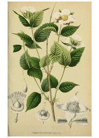 Reproducción/Reproduction 49164695867: Belgique horticole.. Liége.. 