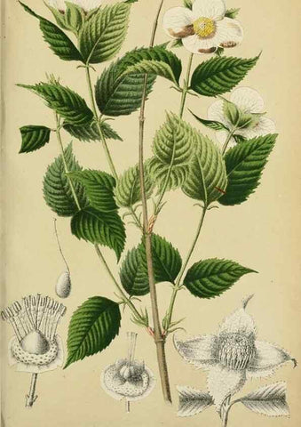 Reproducción/Reproduction 49164695867: Belgique horticole.. Liége.. 