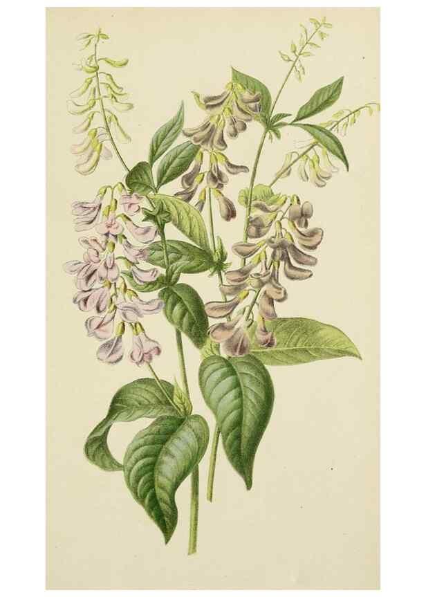 Reproducción/Reproduction 49163976193: Belgique horticole.. Liége.. 