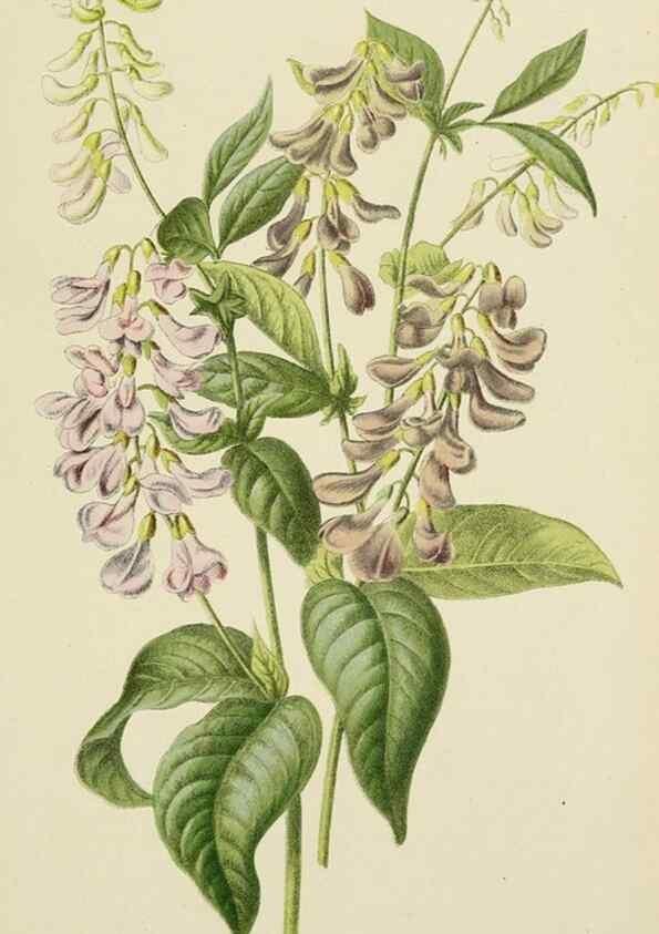 Reproducción/Reproduction 49163976193: Belgique horticole.. Liége.. 