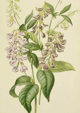 Reproducción/Reproduction 49163976193: Belgique horticole.. Liége.. 
