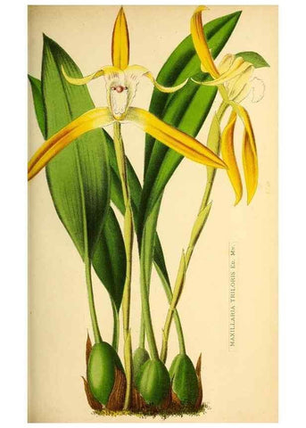 Reproducción/Reproduction 49163666643: Belgique horticole.. Liége.. 