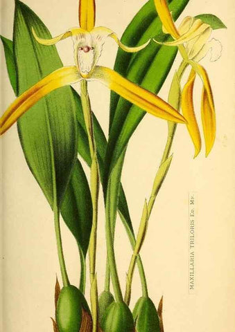 Reproducción/Reproduction 49163666643: Belgique horticole.. Liége.. 