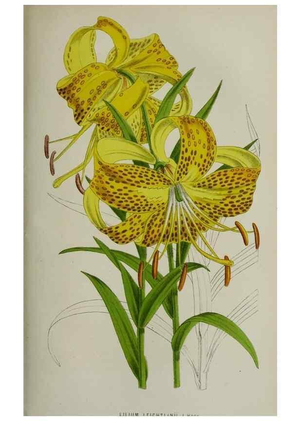 Reproducción/Reproduction 49164697686: Belgique horticole.. Liége.. 