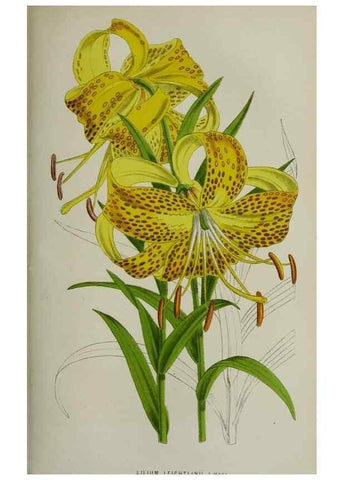 Reproducción/Reproduction 49164697686: Belgique horticole.. Liége.. 