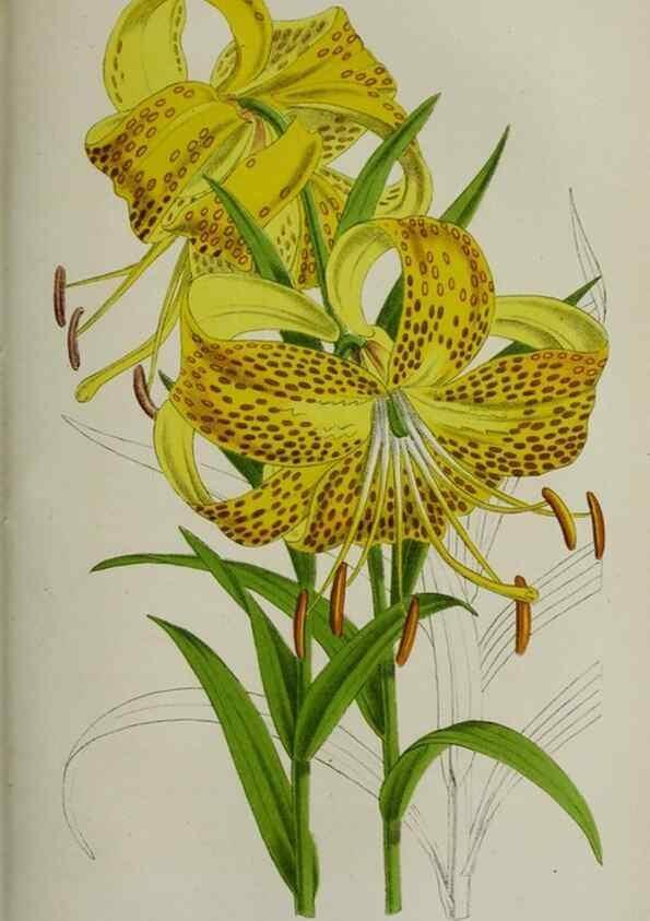 Reproducción/Reproduction 49164697686: Belgique horticole.. Liége.. 