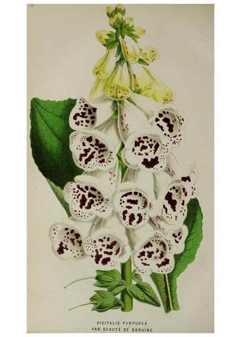 Reproducción/Reproduction 49164218508: Belgique horticole.. Liége.. 