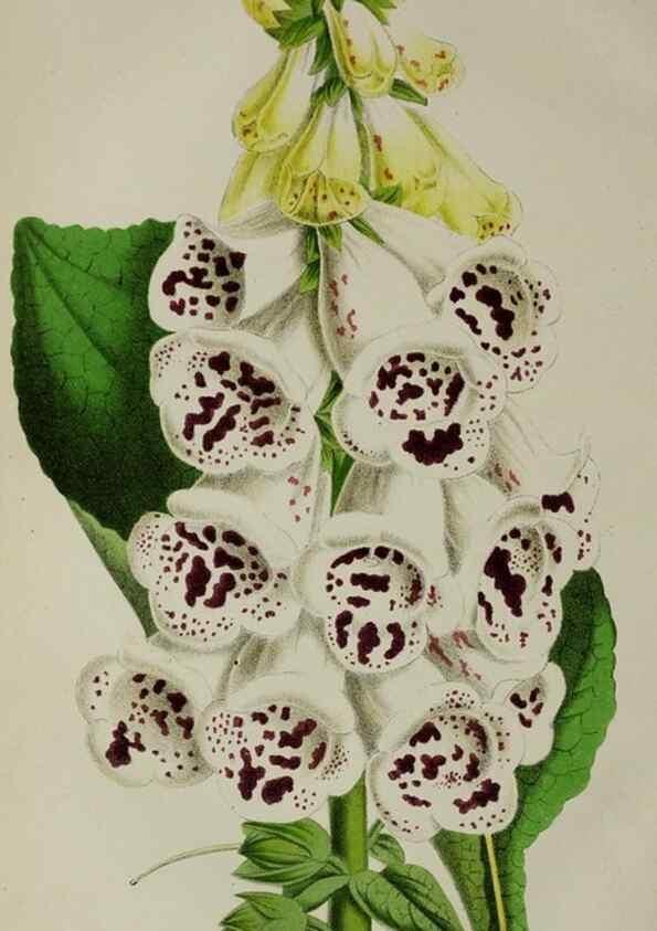 Reproducción/Reproduction 49164218508: Belgique horticole.. Liége.. 