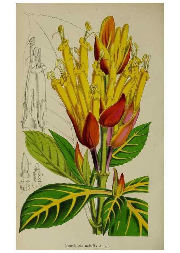 Reproducción/Reproduction 49167714883: Belgique horticole.. Liége.. 