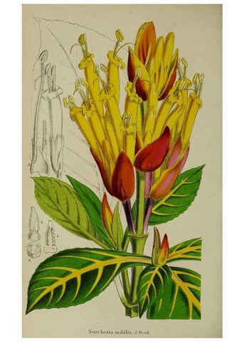 Reproducción/Reproduction 49167714883: Belgique horticole.. Liége.. 