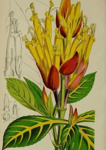 Reproducción/Reproduction 49167714883: Belgique horticole.. Liége.. 
