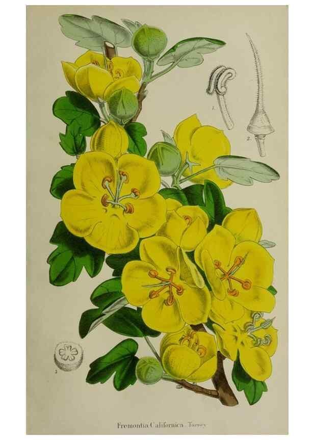 Reproducción/Reproduction 49167715193: Belgique horticole.. Liége.. 