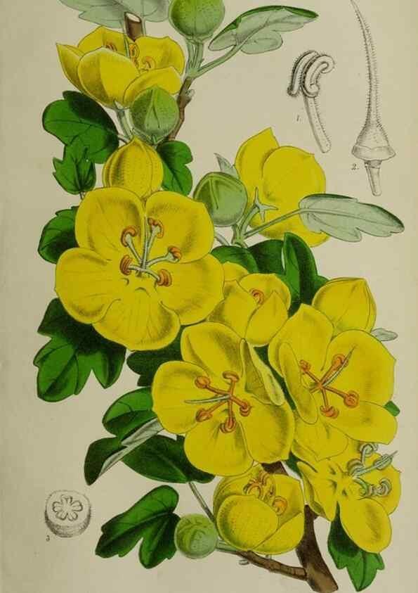 Reproducción/Reproduction 49167715193: Belgique horticole.. Liége.. 