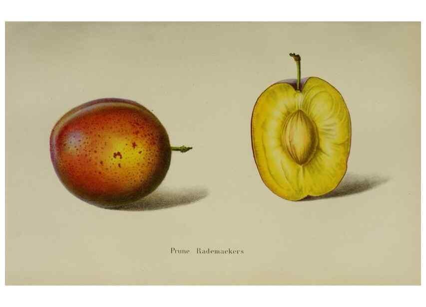 Reproducción/Reproduction 49167715488: Belgique horticole.. Liége.. 