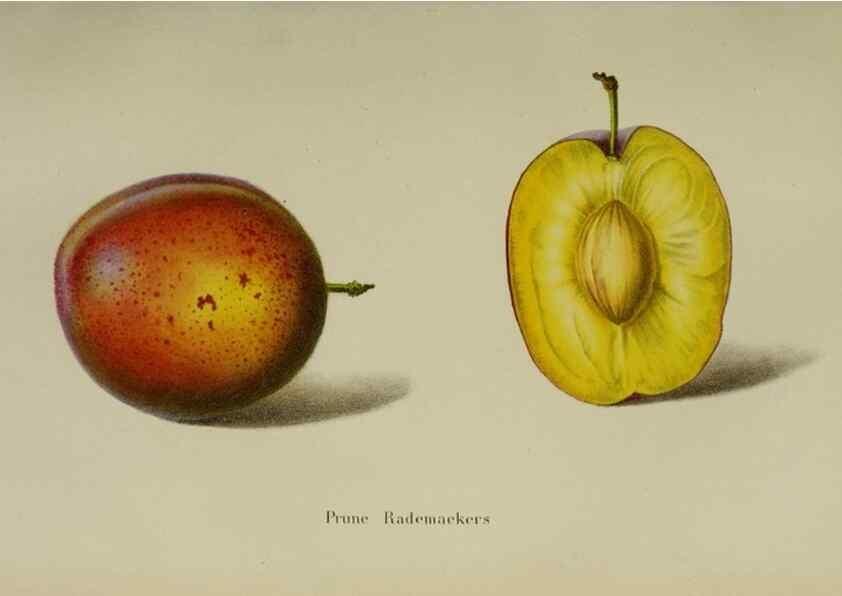 Reproducción/Reproduction 49167715488: Belgique horticole.. Liége.. 