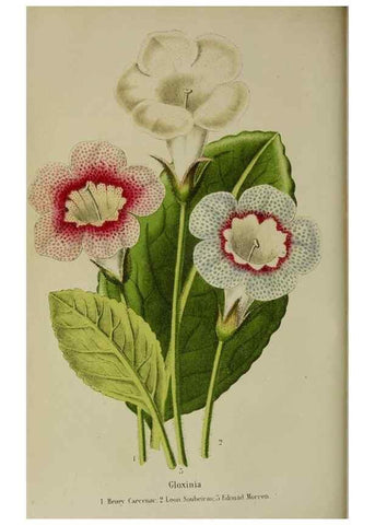 Reproducción/Reproduction 49167715758: Belgique horticole.. Liége.. 