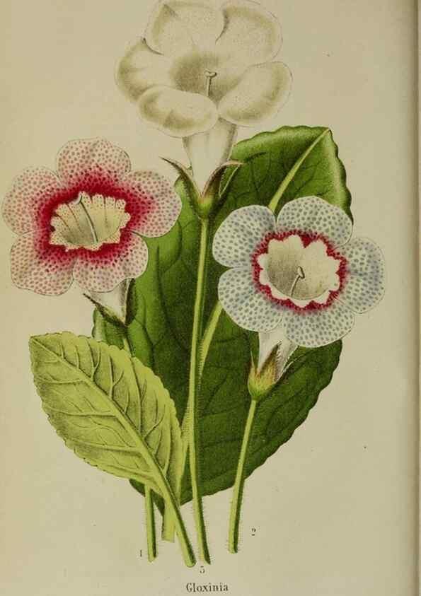 Reproducción/Reproduction 49167715758: Belgique horticole.. Liége.. 