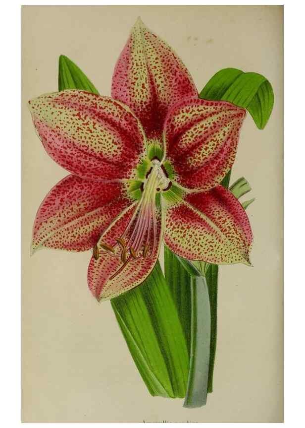 Reproducción/Reproduction 49168424057: Belgique horticole.. Liége.. 