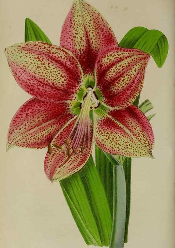 Reproducción/Reproduction 49168424057: Belgique horticole.. Liége.. 
