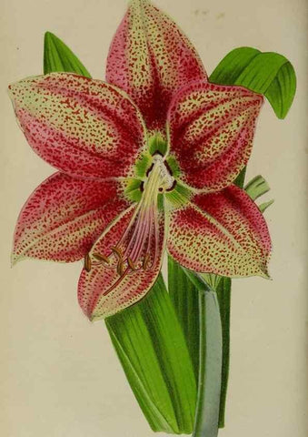 Reproducción/Reproduction 49168424057: Belgique horticole.. Liége.. 