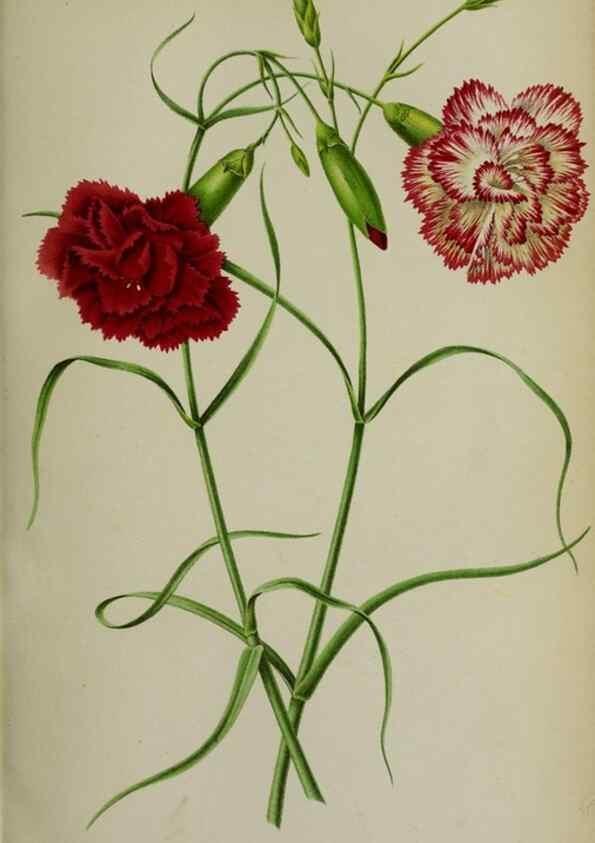 Reproducción/Reproduction 49168195616: Belgique horticole.. Liége.. 