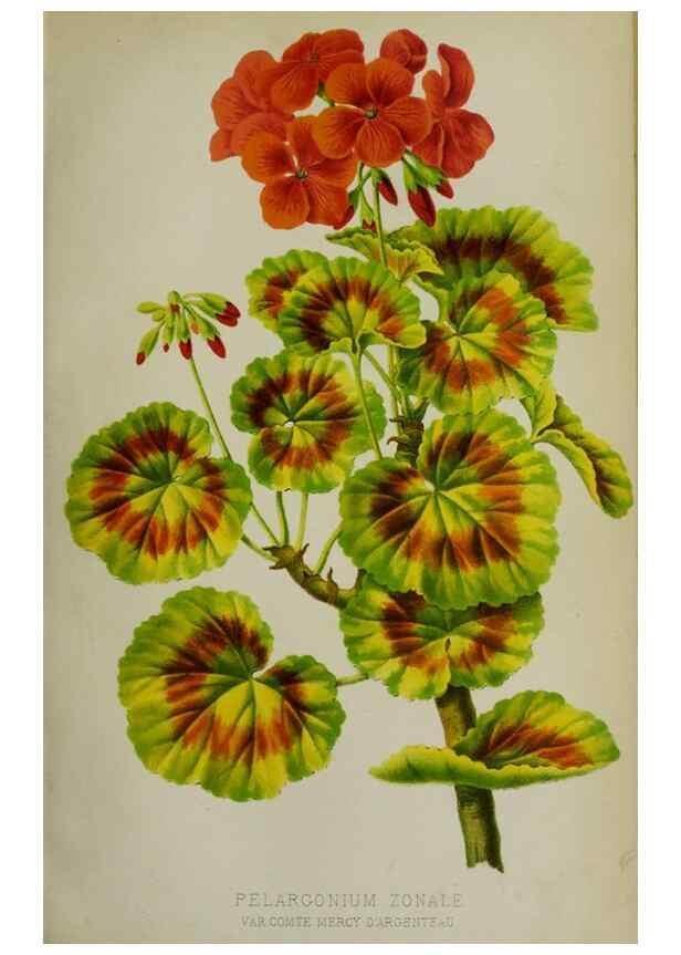 Reproducción/Reproduction 49168424642: Belgique horticole.. Liége.. 