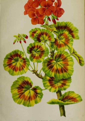 Reproducción/Reproduction 49168424642: Belgique horticole.. Liége.. 